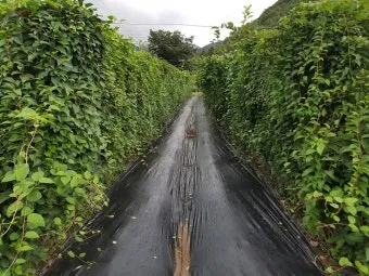 오미자 재배 차광 관리 덩굴 유인 병해 예방_11