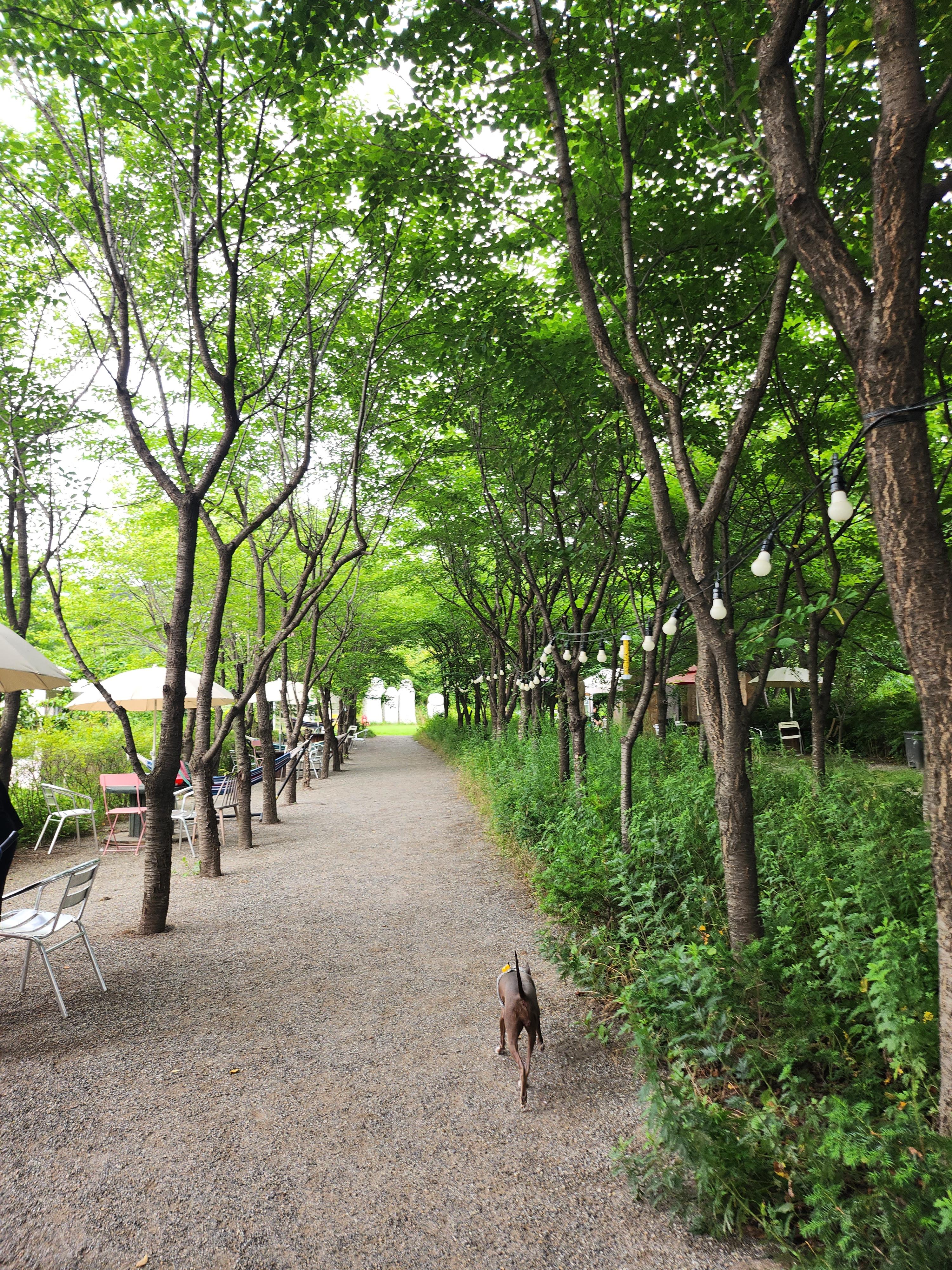 파주애견운동장