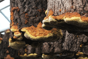 상황버섯 효능14