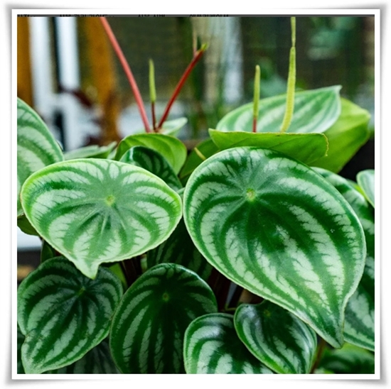 &quot;실내 공기정화에 좋은 식물 Best 10&quot; 공기정화 식물로 건강한 공간 만들기!