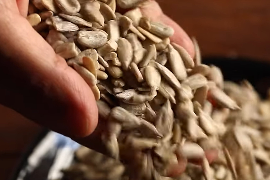 해바라기 씨 효능