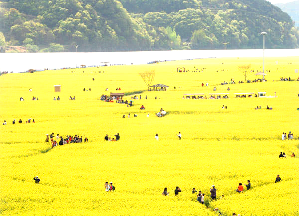 창녕 낙동강유채축제