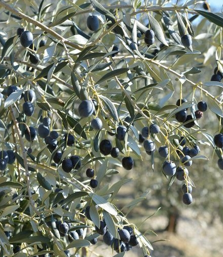 죽어가는 올리브나무 살리는 법