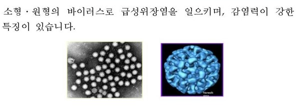 노로 바이러스 특징
