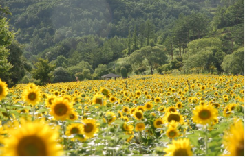 태백 해바리기축제