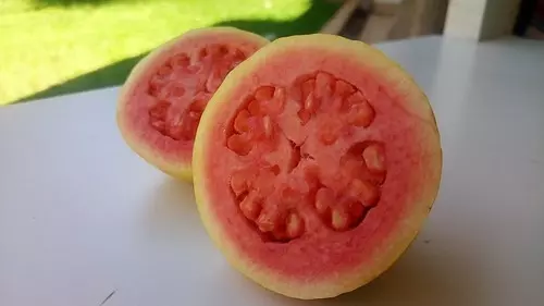 구아바 절단 사진