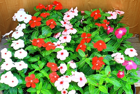 가을에 피는 꽃 종류 일일초