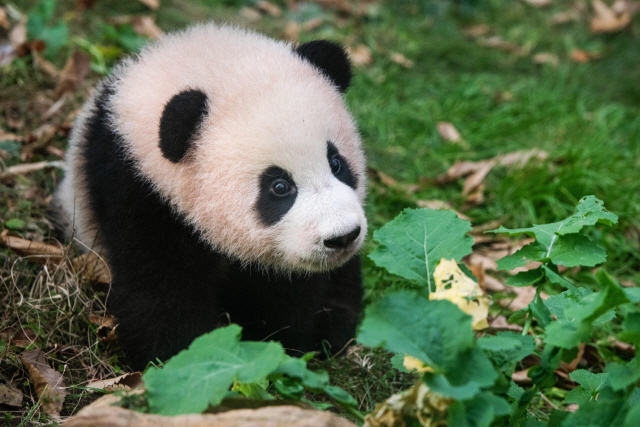 신한은행 푸바오 적금 챌린지