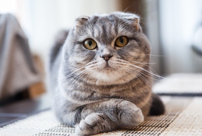 팔짱을 끼는 고양이.