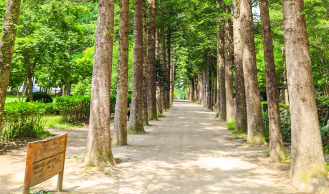 남이섬 메타스퀘어길