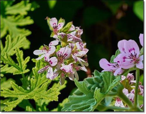 제라늄 로즈라라늄오일