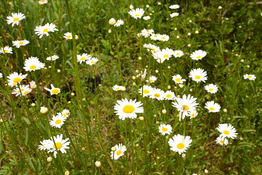 담양 죽화경 데이지 개화 시기, 위치, 입장료 총정리