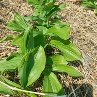 명이나물 재배 서늘한 그늘 물주기 향 유지_2