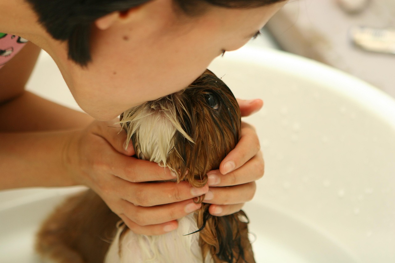 Dog hygiene routine after outdoor walks