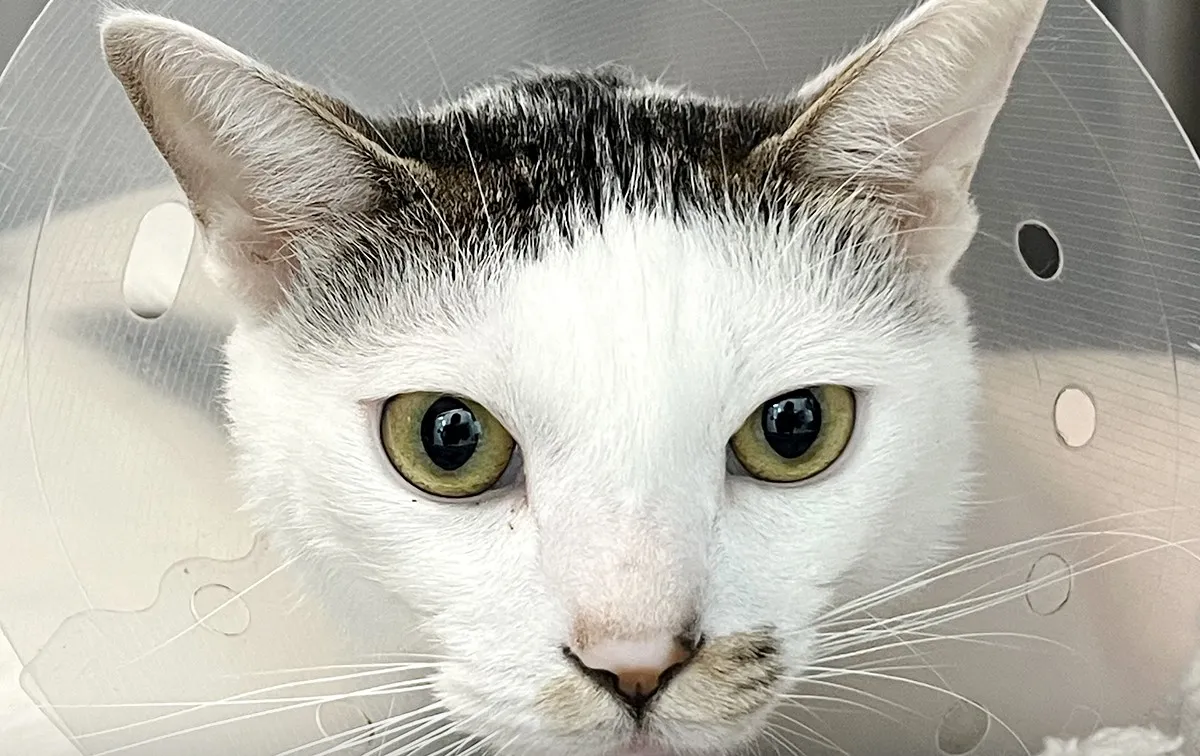 고양이 빈혈 증상 치료_3