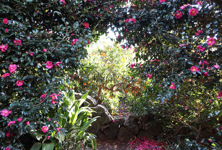 호근동 동백길1