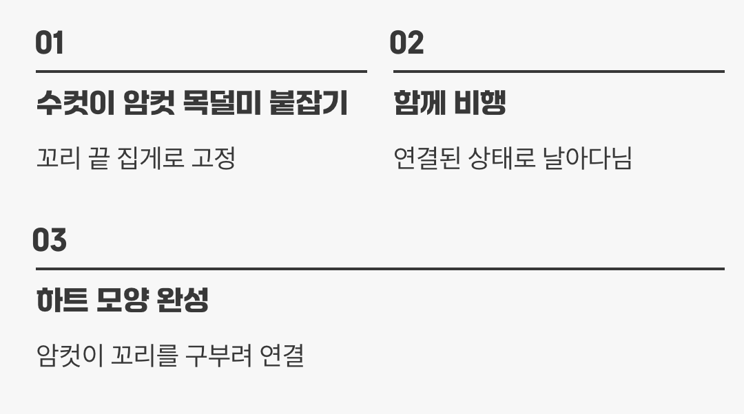 사랑의 하트&amp;#44; 짝짓기 비행