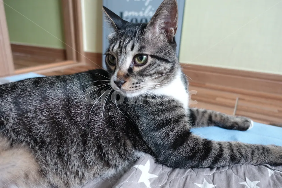 코숏 고양이 털색깔 종류 성격 수명_4