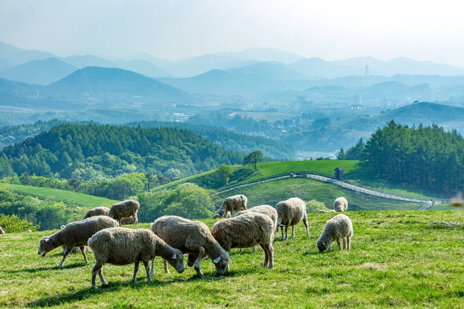 평창 가볼만한곳 베스트 10
