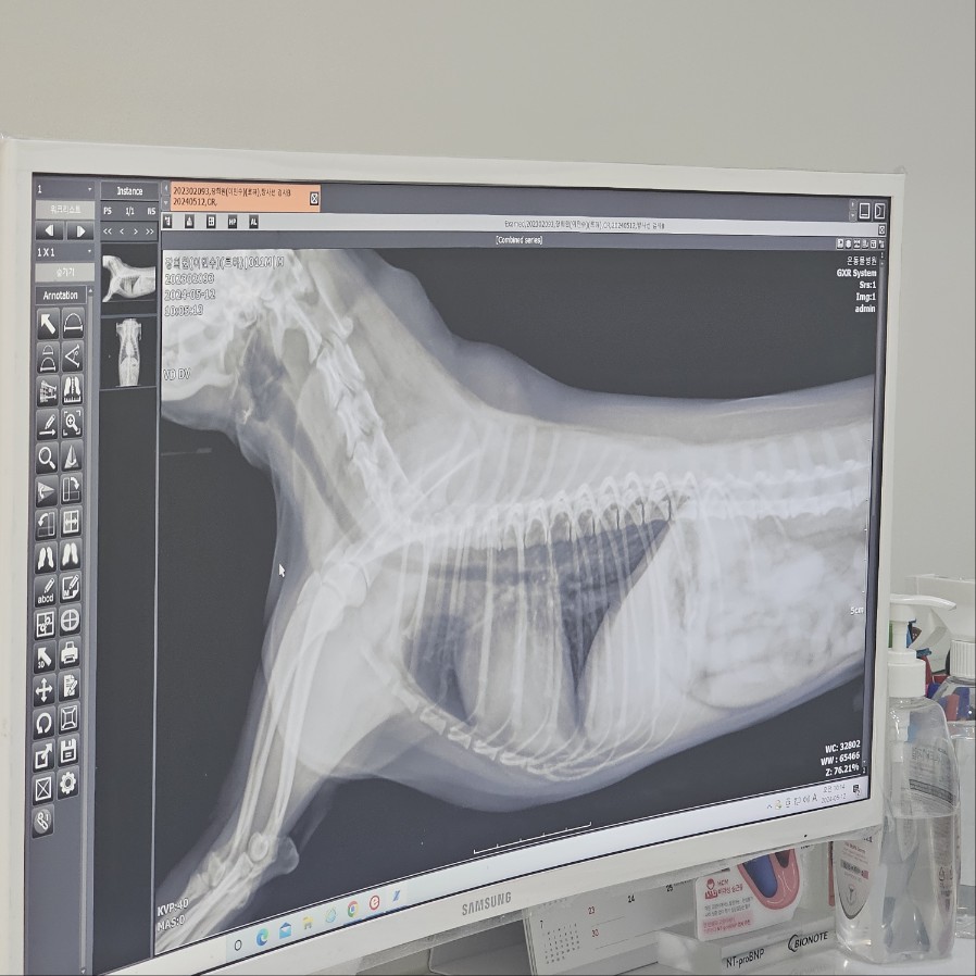 강아지-엑스레이