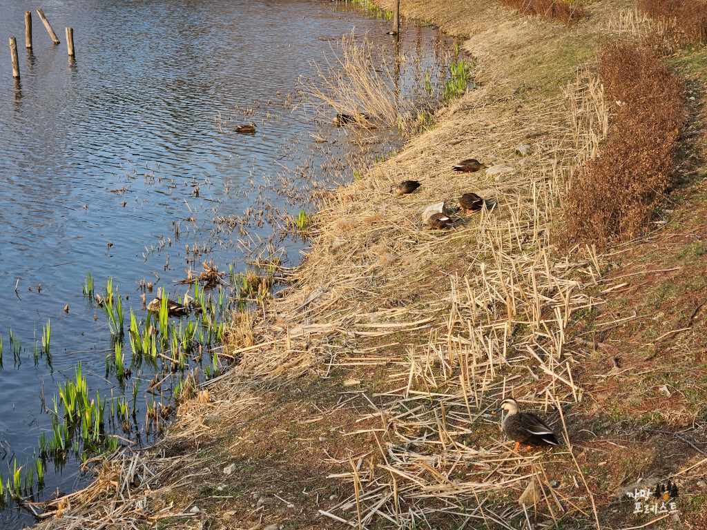 봉담호수공원 오리