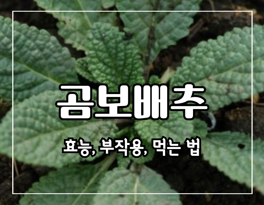 이 이미지는 곰보배추 효능에 관한 포스팅의 대표 이미지입니다.
