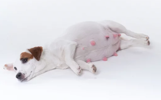 임신한 강아지/출처:어도비스톡