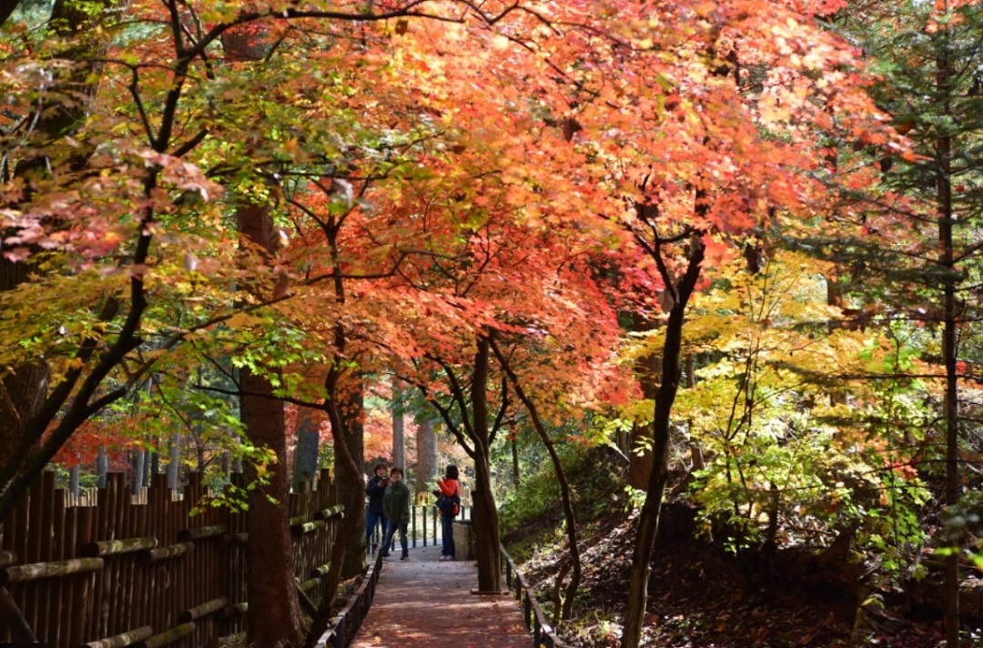광릉숲 정원벨트 전면 개방