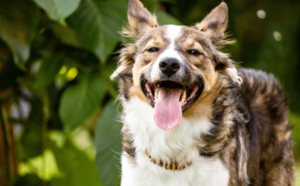 강아지 쿠싱증후군 7가지 원인