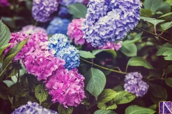 수국 키우는법 개화시기 삽목시기 가지치기 화분 물주기_11