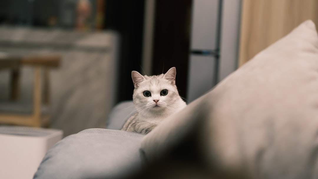 Munchkin