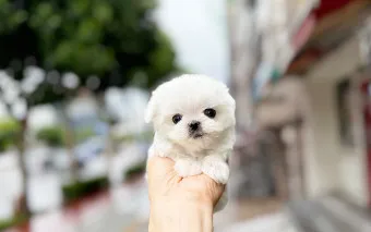 말티즈 성격 분양 가격 수명 장점 단점_5