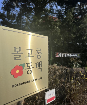 제주 겨울 여행지 동백꽃 명소 추천