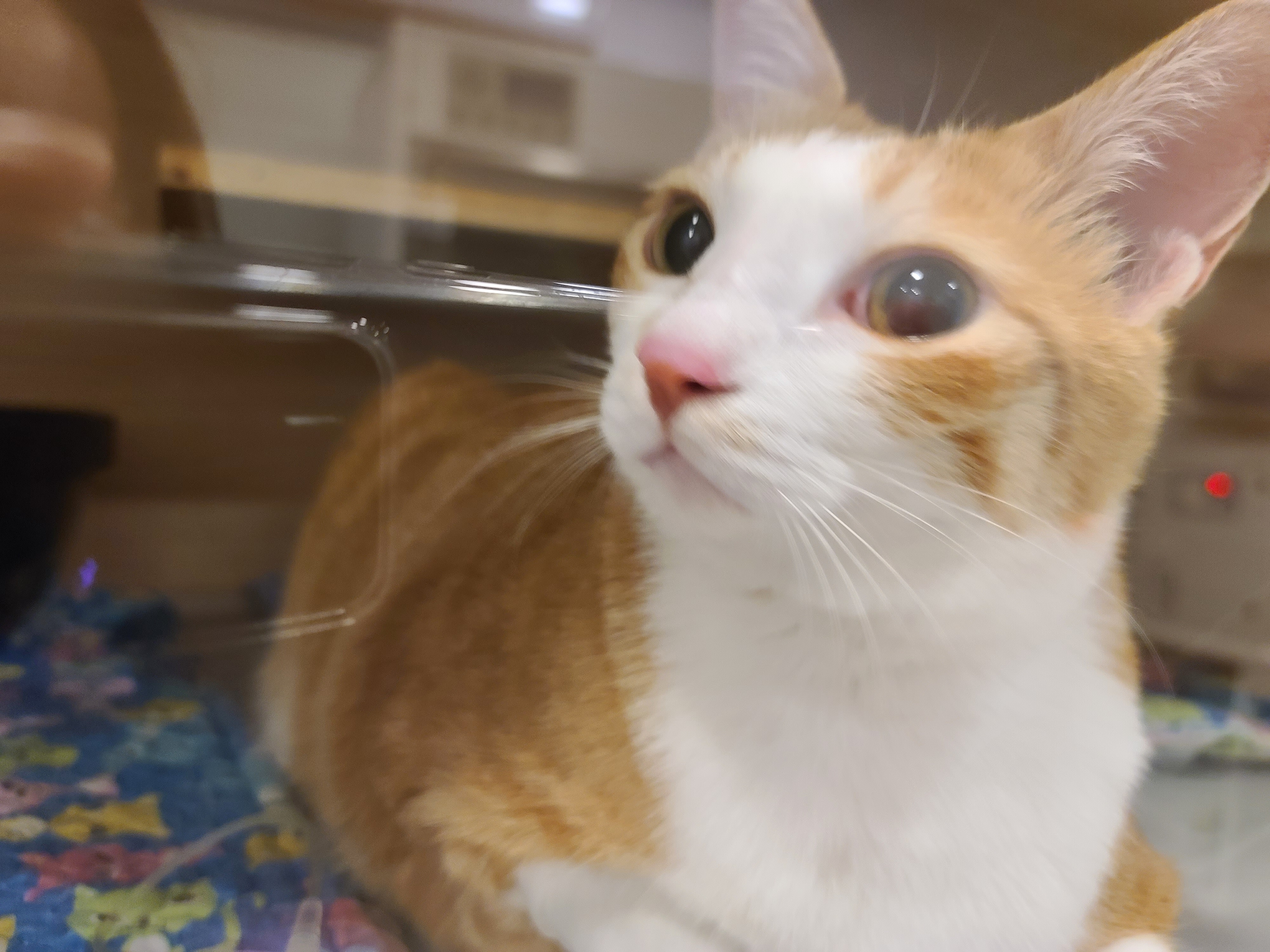 황달로 인한 호야의 입원. 고양이 황달. 