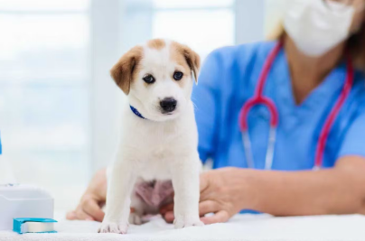 진료받는 강아지