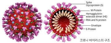 코로나19의 앞으로의 전망과 대비 방법
