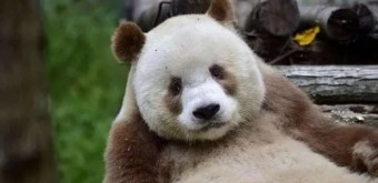 갈색 판다