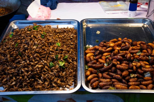 곤충 단백질 대 육류 단백질: 영양소 비교