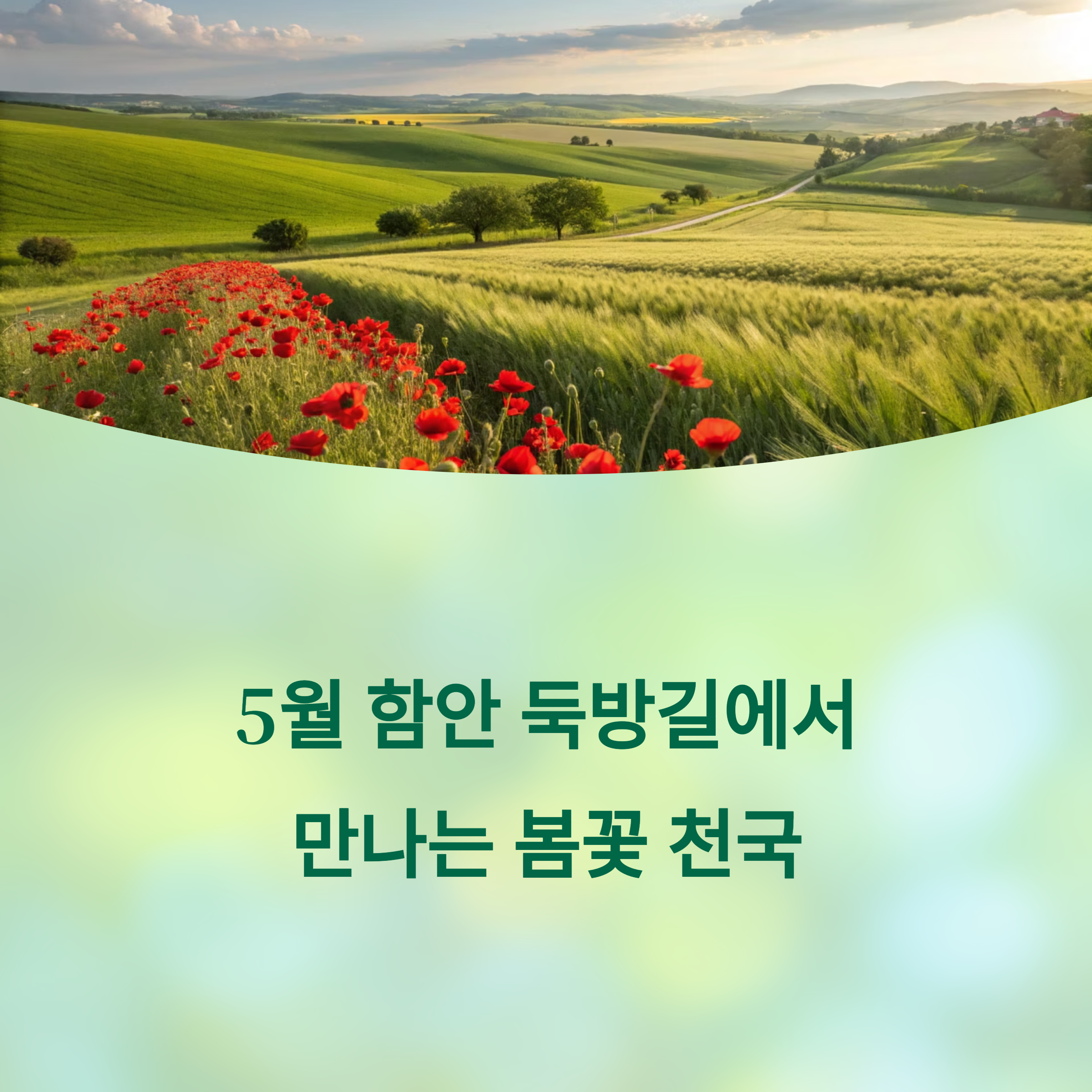 함안 둑방길, 청보리밭