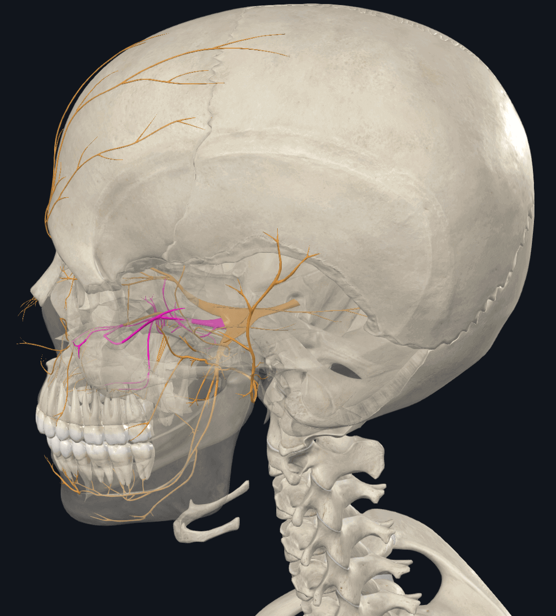 상악신경(위 턱신경) - 보라색