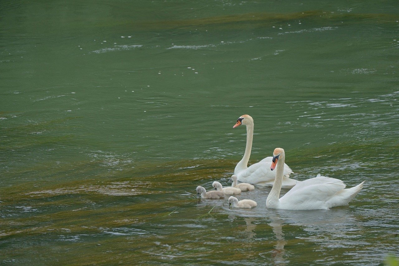 조부모 돌봄수당