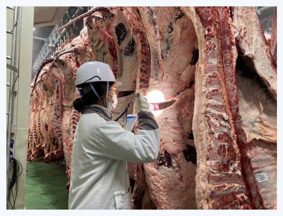 소도체 등급 판정