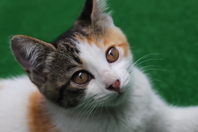 다둥이 가정 반려동물 보험: 한 번에 가입하는 방법