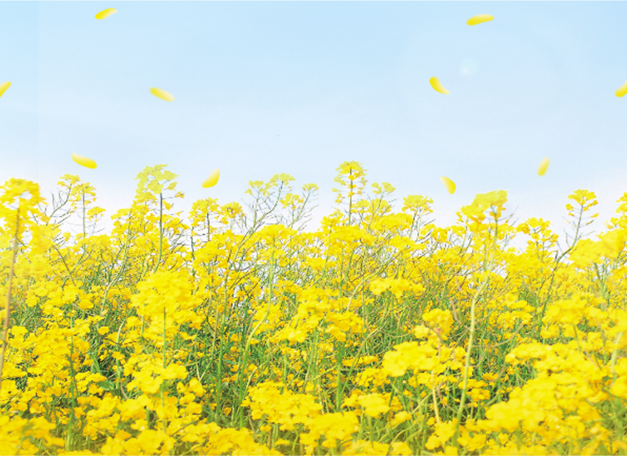 새만금 보리밭 축제