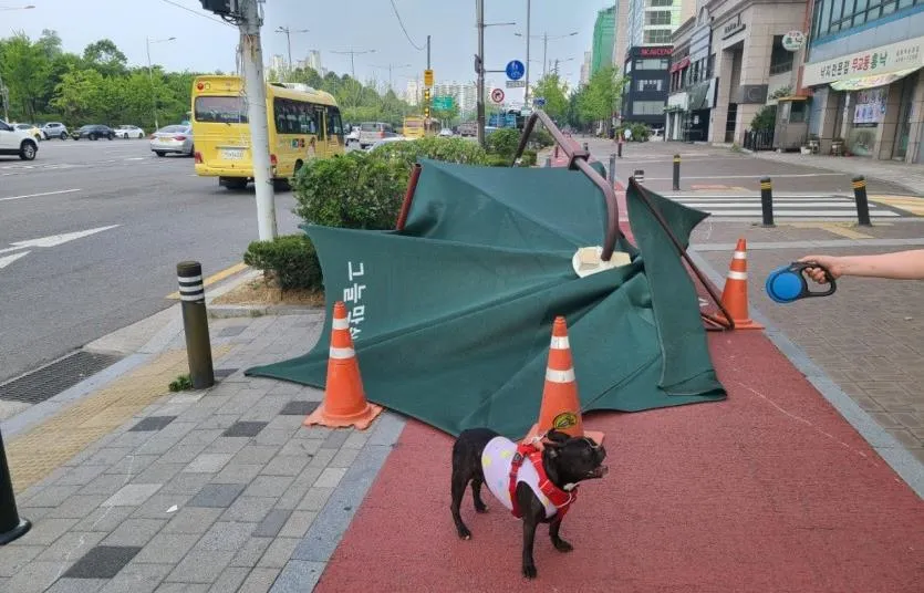 반려견 순찰대 활동