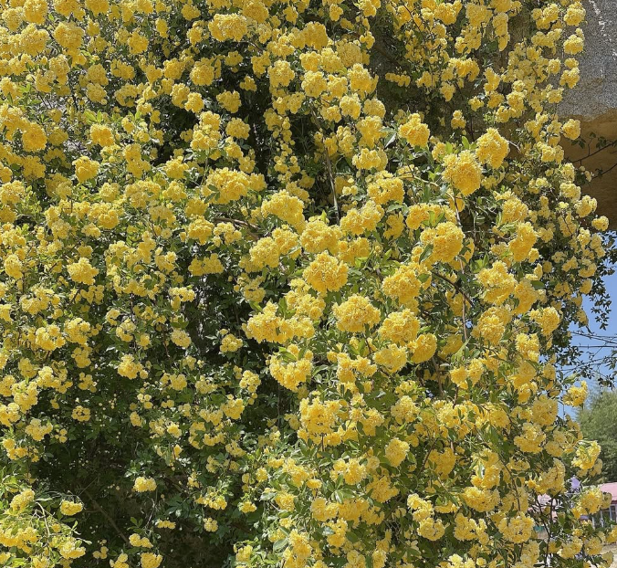 창원 진해 보타닉뮤지엄 목향장미 개화현황, 입장료 및 주차정보