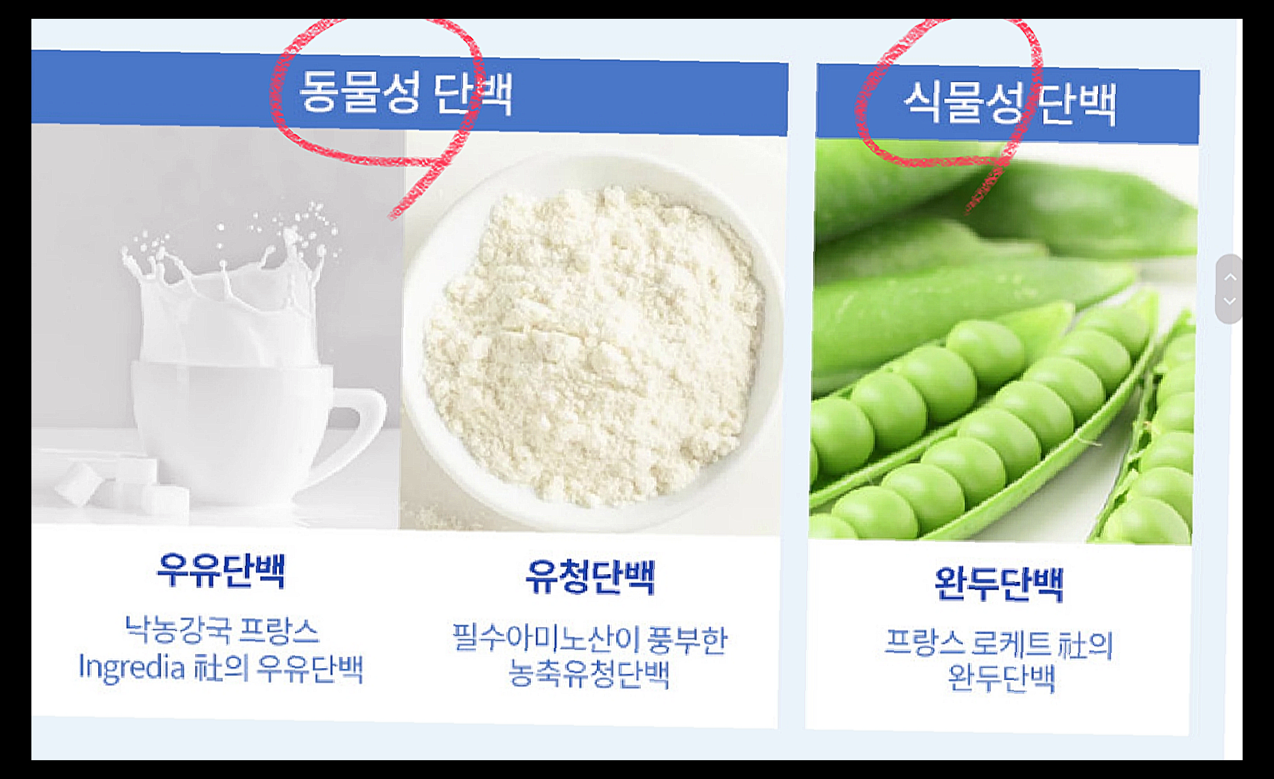 초유 프로틴 365