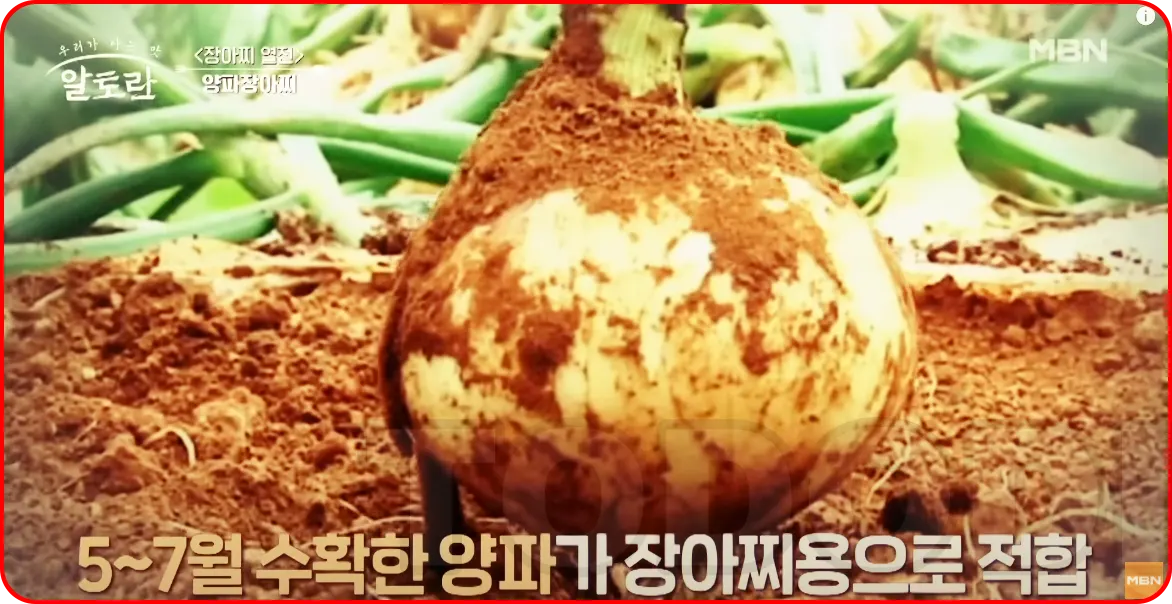 5~7월 수확한 햇양파가 장아찌용으로 적합