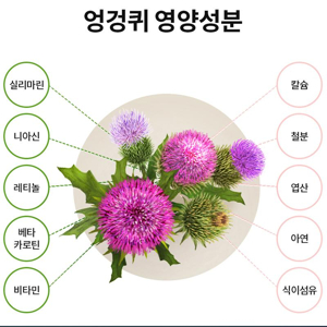 엉겅퀴 효능