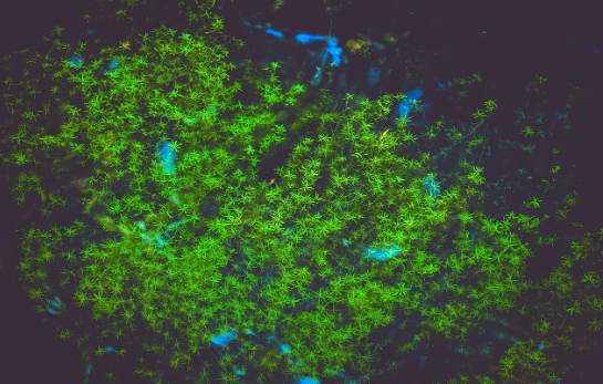 수초 어항에서 열대어 키우기 – 수초 선택 방법